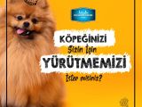 Dogmental Köpek Yürüyüş Hizmeti 