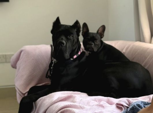 Cane corso, Satılık